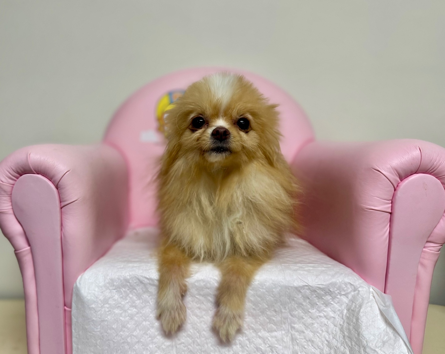 포메라니안 이미지 파일 입니다.